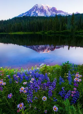 Лето цветы природа красивые (138 фото) »