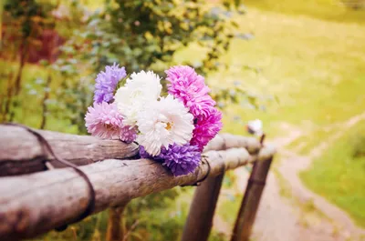 Лето Цветы Природа - Бесплатное фото на Pixabay - Pixabay