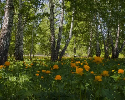 Картинки природы лето - 71 фото