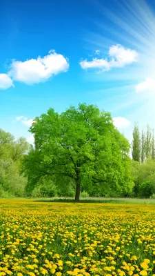 Природа, лето - Красивые Wallpapers обои для рабочего стола компьютера #3