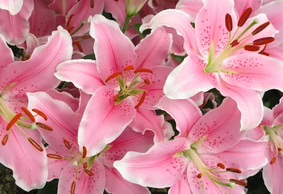 Красивые лилии на белой предпосылке Funeral Стоковое Фото - изображение  насчитывающей приглашение, праздник: 154938028
