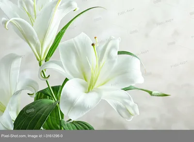 Красивые белые лилии на светлом фоне, близком расстоянии :: Стоковая  фотография :: Pixel-Shot Studio