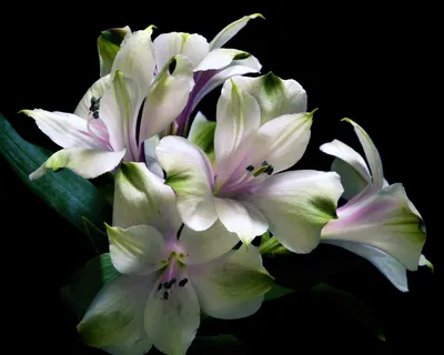 Красивые фотографии лилий для использования в блогах и социальных сетях в  формате PNG | Лилия Фото №527 скачать