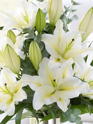 Красивые букеты лилии - 79 фото