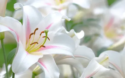 Лучшие фото и картинки красивых лилий