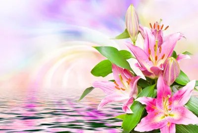 Белый Цветок Лилии Крупный План Весенних Цветов Лилии Красивый Цветок  стоковое фото ©bukhta79 530389092