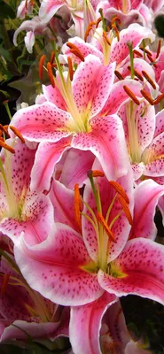 Лилии — чудесные, красивые цветы. :: Ольга Довженко – Социальная сеть  ФотоКто