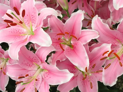 Заказать красивый букет лилии с розами FL-1161 купить - хорошая цена на  красивый букет лилии с розами с доставкой - FLORAN.com.ua