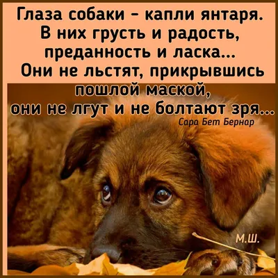 Последние новости о нападении собак на взрослых. Новости сегодня -  sova.live - Новости. Нападения собак. Нападения собак на детей. Нападения  собак на людей. Самые опасные собаки. Укусила собака. Лучшие породы собак.  Компенсация