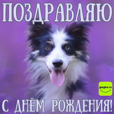 Собак – на расстрел? Местные активисты о ситуации с бездомными животными в  Ульяновске