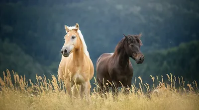 Фон лошади (48 лучших фото)