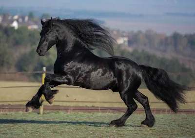 Красивые фото породистых лошадей фотографии