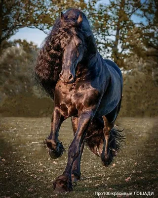 ⭐Самые красивые породы лошадей!🐎 | ⭐Красота спасет мир!⭐ | Дзен