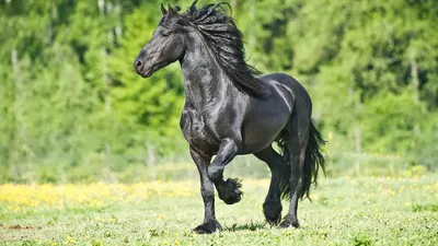 Конь: масти, названия, породы, интересные фаткы - урок по биологии | Моя  Школа | OBOZ.UA