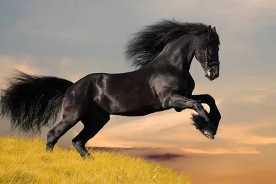 Красивая лошадь фризской породы Фредерик Великий.
