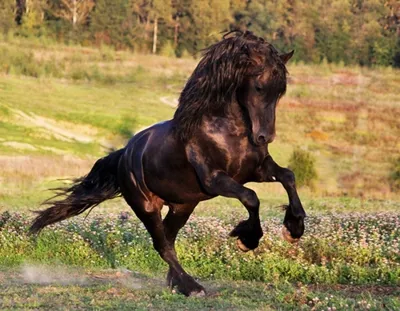 ТОП-7 самых красивых лошадей в мире: фото, видео, описание пород