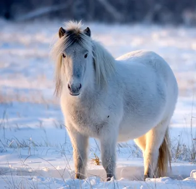 Топ 10 Самых Красивых Лошадей в Мире. Самые Красивые Породы Лошадей -  YouTube