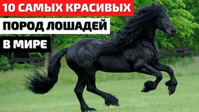 Про100 красивые ЛОШАДИ — Разное | OK.RU | Красивые лошади, Лошадиные  породы, Черные лошади