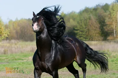 Самые красивые породы лошадей (Топ-25)