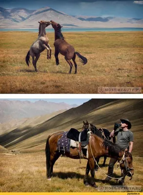 Выставка Породистых Лошадей В Санкт-Петербурге, России Фотография,  картинки, изображения и сток-фотография без роялти. Image 19545544