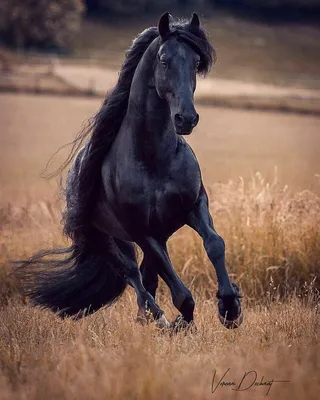 Лошади - красивые картинки (56 фото)