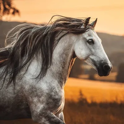 Самые красивые лошади в мире - 66 фото