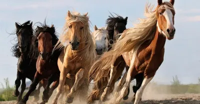 Карачаевские лошади, пожалуй самые красивые лошади в мире.Карачаевская  порода лошадей,ООО Карплемхоз - YouTube