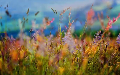 Фон рабочего стола где видно лето, природа, цветы, поле, макро, красивые  обои, Summer, nature, flowers, field, macro, beautiful wallpaper