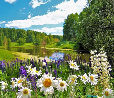Картинка Природа лето красота » Лето картинки скачать бесплатно (298 фото)  - Картинки 24 » Картинки 24 - скачать картинки бесплатно