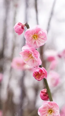 Цветение сливы ранней весной Фон И картинка для бесплатной загрузки -  Pngtree