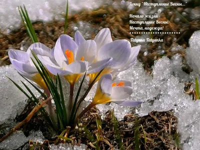Ранняя весна картинки (71 лучших фото)