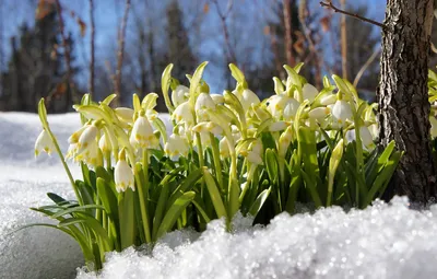 картинки : снег, зима, мороз, Погода, время года, Растения, Шерсть, ранняя  весна, Геологическое явление 4288x2848 - - 750791 - красивые картинки -  PxHere