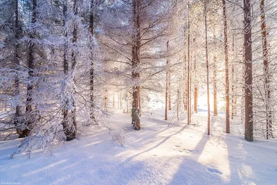 Русская природа зимой (58 фото) - 58 фото