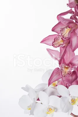Красивые розовые цветения орхидей Cymbidium Милые экзотические японские  цветки сада, тропические орхидеи полностью зацветают Стоковое Изображение -  изображение насчитывающей цветорасположение, естественно: 129866375