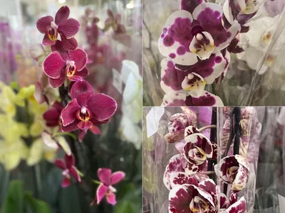 Красивый Фон С Орхидеями Dendrobium Sanook — стоковые фотографии и другие  картинки Белый - Белый, Ботаника, В цвету - iStock