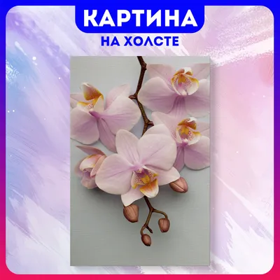 Ваза с красивыми цветами орхидей на белом фоне :: Стоковая фотография ::  Pixel-Shot Studio