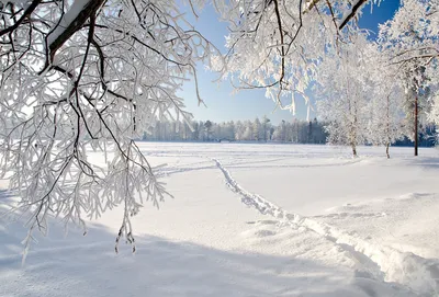 красивые снежные деревья в ясный зимний день Стоковое Фото - изображение  насчитывающей красивейшее, льдед: 230850602