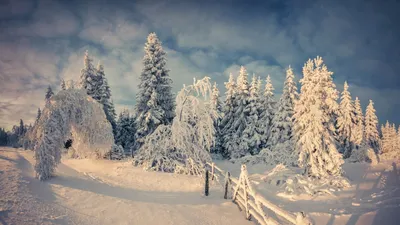 картинки : человек, снег, зима, люди, весна, Погода, пара, Ребенок,  держать, время года, Младенец, Малыш 5184x3456 - - 1389072 - красивые  картинки - PxHere