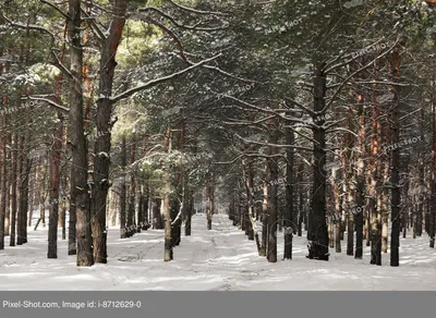 Зимний красивые сцены снега деревья снег снежинка фон, зима, снежинка, снег  фон картинки и Фото для бесплатной загрузки