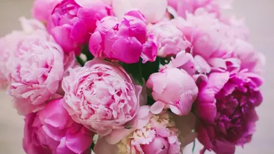 Красивые цветы пиона в качестве фона :: Стоковая фотография :: Pixel-Shot  Studio