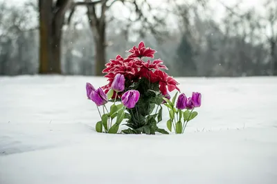 Красивые фото цветов зимой фотографии