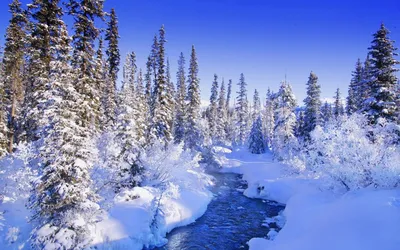 Лес зимой (138 фото) - 138 фото