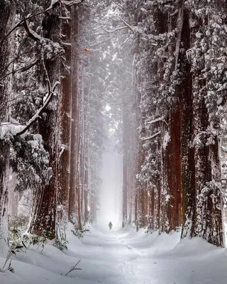 Зима в лесу - фото и картинки: 32 штук