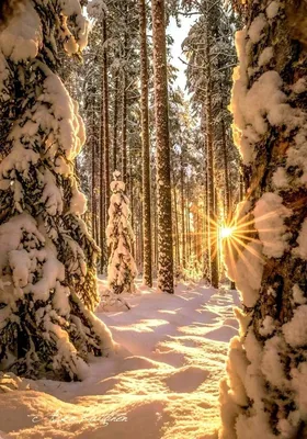 Природа в лесу зимой - фото и картинки: 31 штук