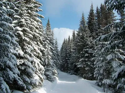 Картинки зимнего леса - 77 фото