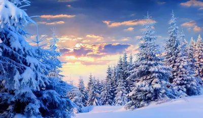 Красивые картинки зимний лес (38 фото)
