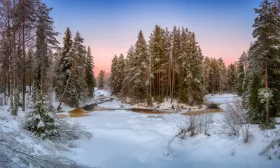 Зимний лес - красивые картинки (100 фото) - KLike.net