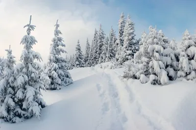 Зимний лес на рабочий стол - 72 фото