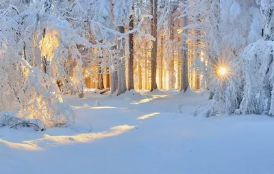 Девушка в снежном лесу (68 фото) »