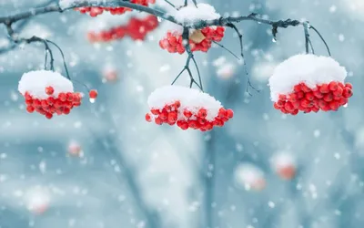 С первым днем зимы: красивые поздравления в стихах и открытках - МЕТА